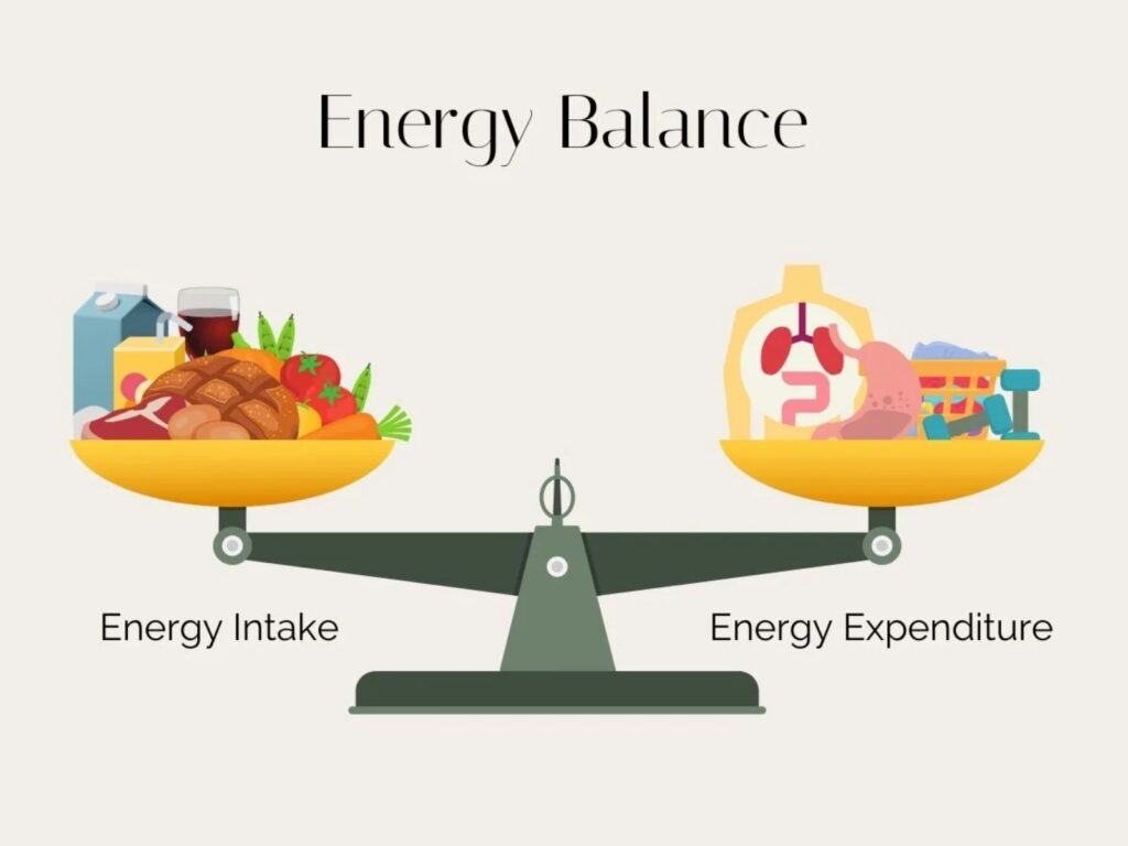 energy intake and energy expenditure scales for weight loss or weight gain.